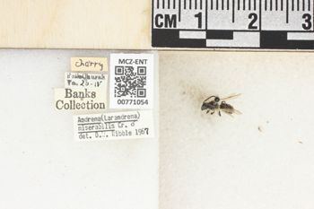 Media type: image;   Entomology 771054 Aspect: Labels